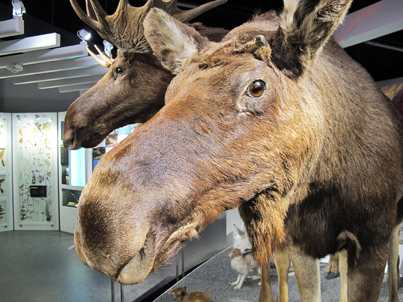 Naturhistorisk museum i aarhus